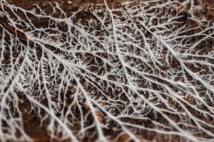 The Mycelium Framework: Principles for Building Resilient Networks